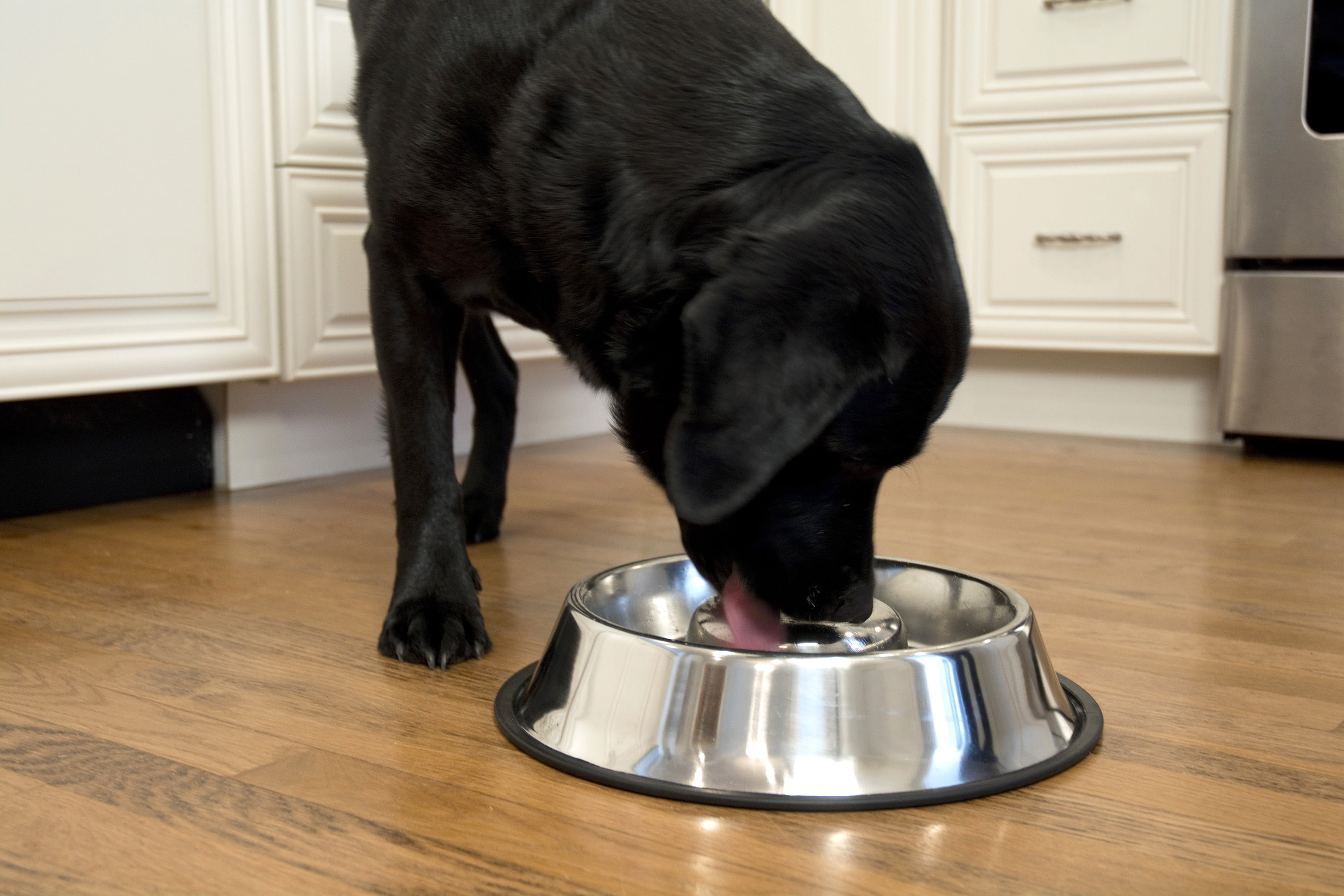 Iconic Pet 2-Pack Slow Feed Stainless Steel Pet Bowl For Dog Or Cat, Small, 12 Oz
