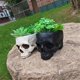 thumbnail image 5 of Outdoor Garden Decoration Halloween Skull Decoration Succulent Flower Pot Gothic Home Decoration, 5 of 5
