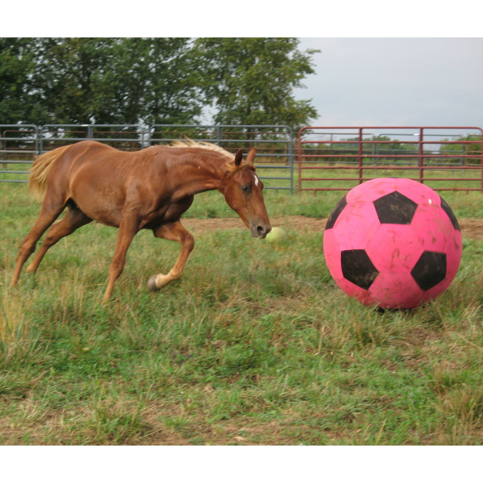 Horsemen's Pride Mega Jolly Ball Soccerball Cover  40IN