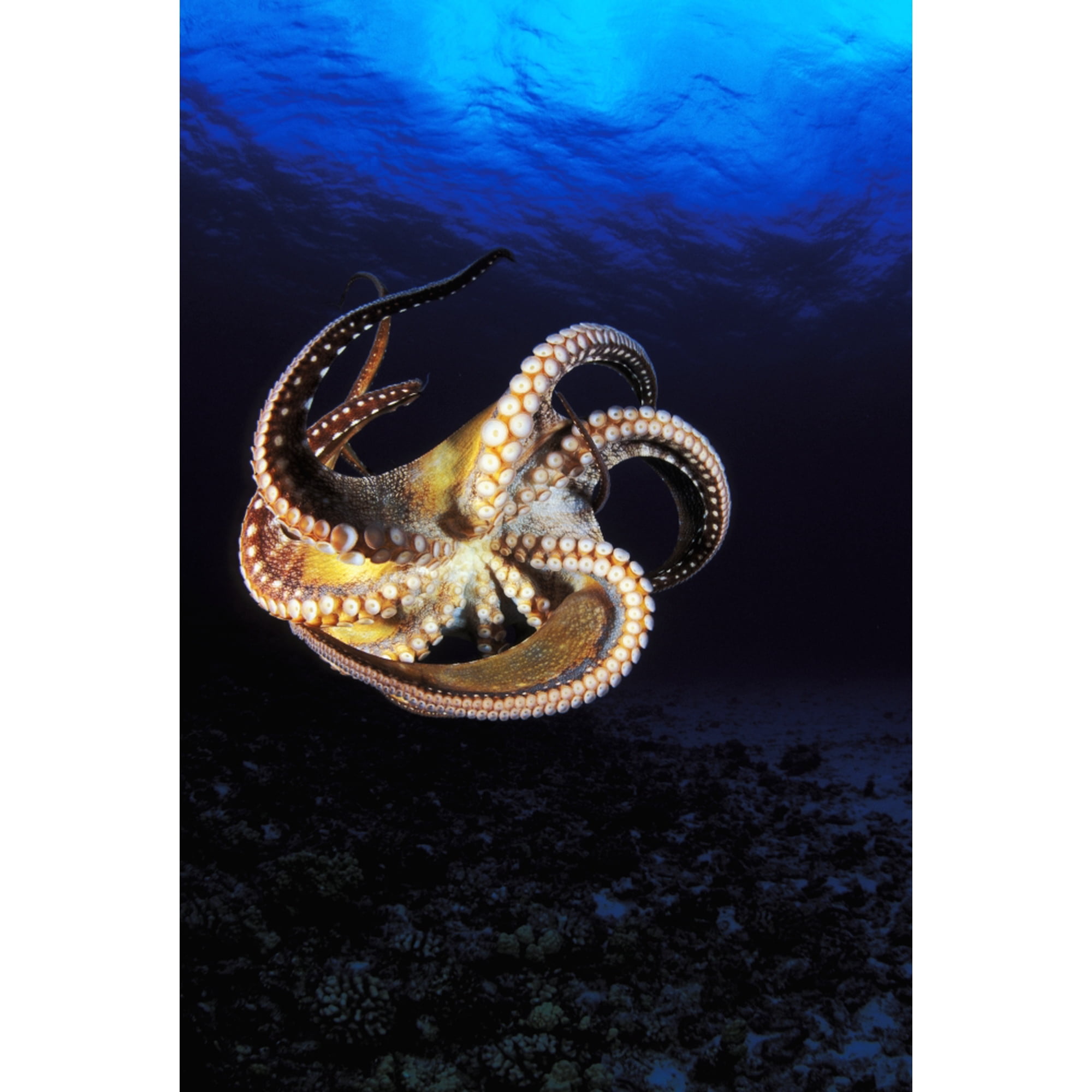 USA Day Octopus (Octopus Cyanea) swimming in Ocean Hawaii Canvas Art - Dave Fleetham Design Pics (11 x 17)