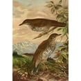 thumbnail image 3 of Johann Friedrich Naumann 11x14 Black Modern Framed Museum Art Print Titled - Geocichla Softest, 3 of 5