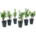 thumbnail image 3 of 6 Green Velvet Boxwood, Live Plants (Buxus ‘Green Velvet’) – Compact Rounded Evergreens, Thriving in 2.5” Nursery Cubes, 3 of 7