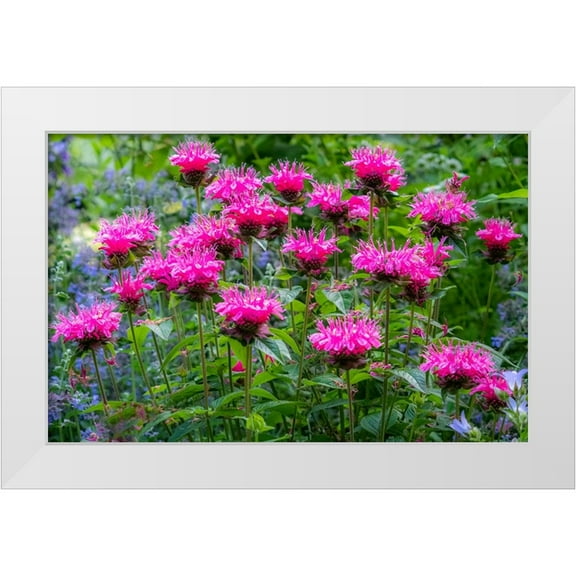 Gulin, Sylvia 14x10 White Modern Wood Framed Museum Art Print Titled - USA-Washington State-Sammamish and our garden with pink Bee Balm