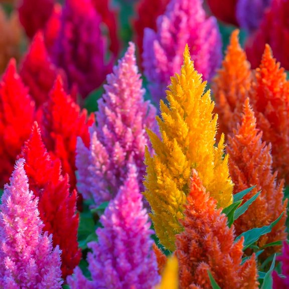 Celosia Plumosa Plumed Cockscomb Celosia Argentea MVR1 200  Seeds Garden Flower Seeds