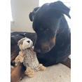 thumbnail image 4 of SteelDog Gopher Plush Dog Toy, Rope and Tug Dog Toy for  Interactive Play, 4 of 4