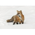 thumbnail image 2 of Jones, Adam 32x23 Gold Ornate Wood Framed with Double Matting Museum Art Print Titled - Red fox in fresh winter snow-Vulpes vulpes-controlled situation-Montana, 2 of 4