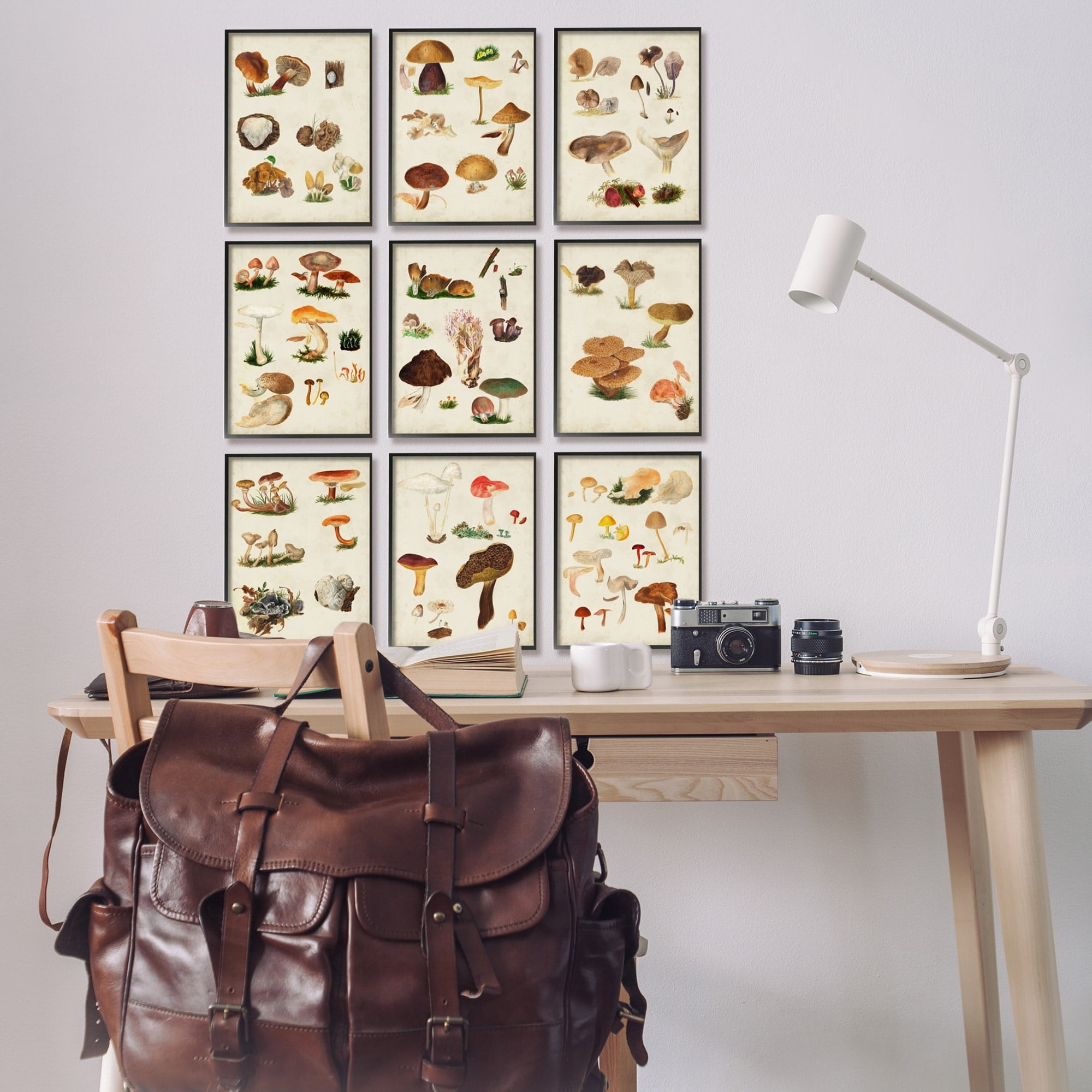 Stupell Industries Various Rustic Mushrooms Vegetal Nature Study Diagram Framed Wall Art, 11 x 14, Design by Vision Studio