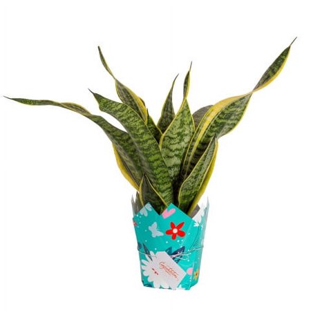 14in. Tall Green Snake Plant; Bright, Indirect Sunlight Plant in 6in. Congratulations Gift Wrap