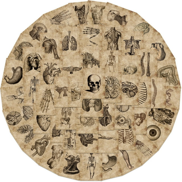 Juego de pegatinas Vintage Anatomy, 56 unidades, calcomanías de vinilo impermeables