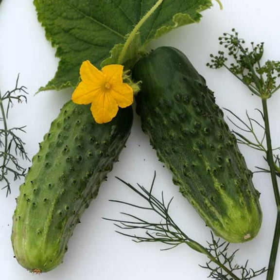 Organic Sumter Cucumbers - 1 g ~30 Seeds - Organic, Heirloom, Open Pollinated, Non-GMO, Farm & Vegetable Gardening Seeds