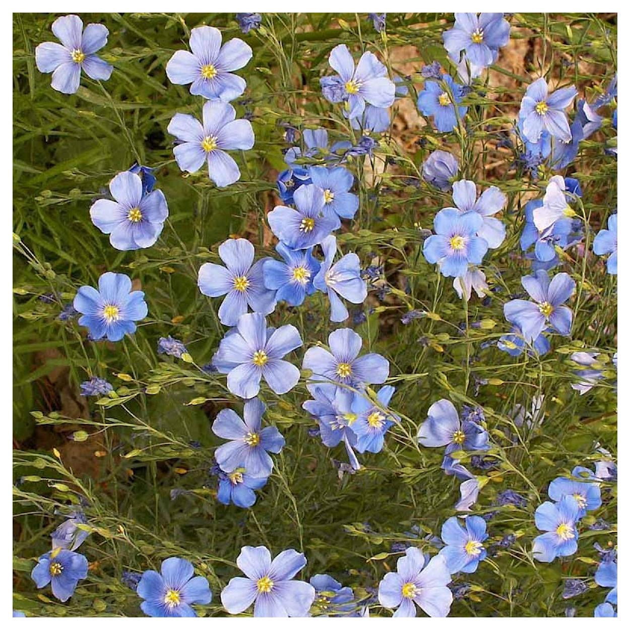 Everwilde Farms - 1 lb Blue Flax Garden Flower Seeds - Gold Vault Bulk Seed Packet