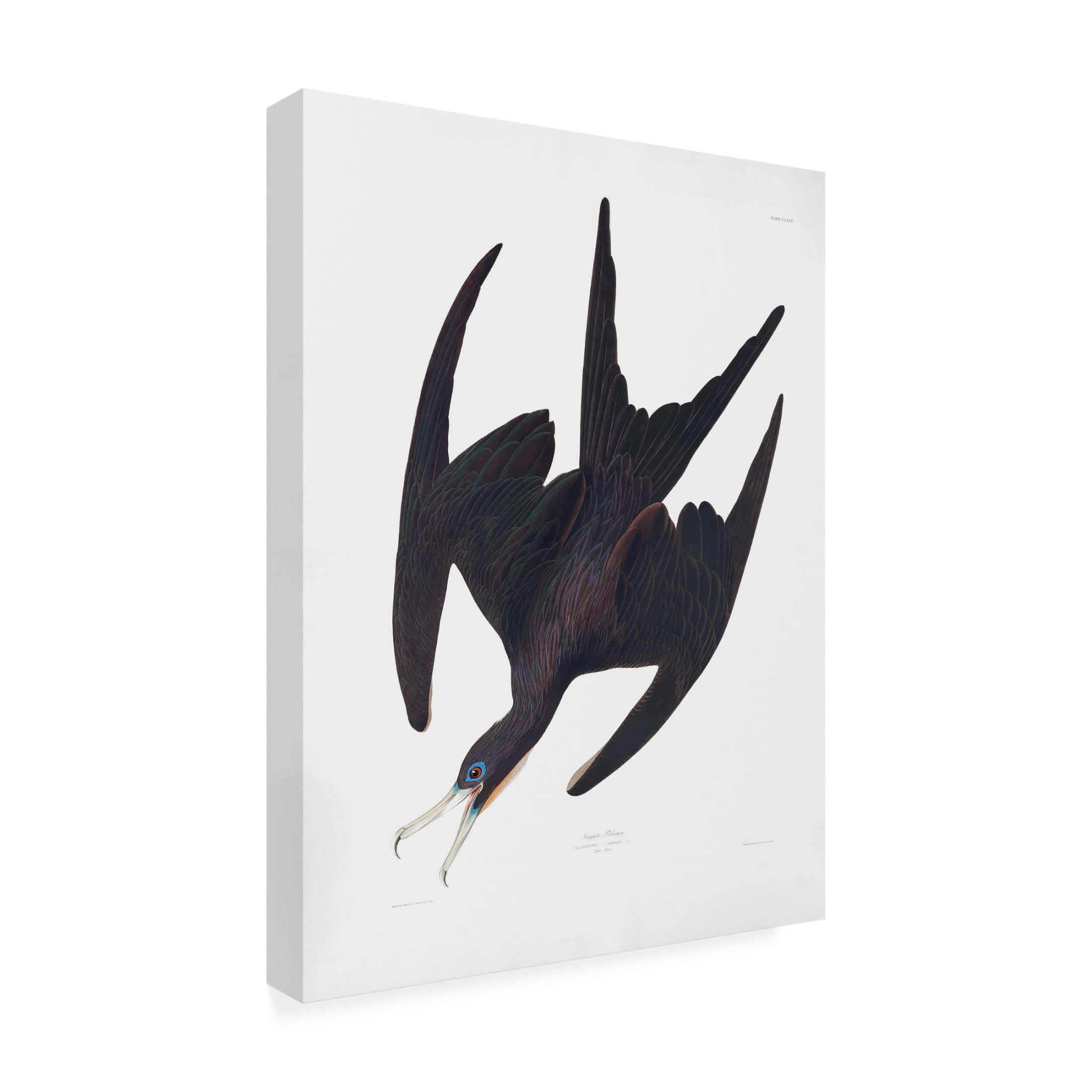 Trademark Fine Art Pictufy Frigate Pelican From Birds of America 1827 Canvas Wall Art