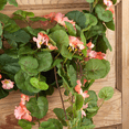 thumbnail image 4 of Silk Salmon Geranium Wreath - For Spring and Summer Floral Arrangements, Centerpieces and Home Decor, 4 of 5