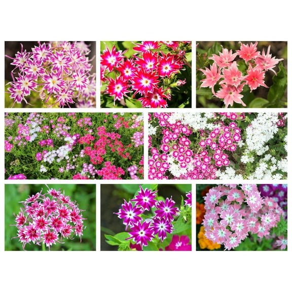 100 TWINKLE DWARF PHLOX Drummondii Cuspidata var. Stellaris Star Mix Two Tone Mixed Colors Pink Purple Red White Flower Seeds