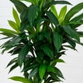 thumbnail image 3 of Nearly Natural 7ft. Artificial Dracaena Tree with Real Touch Leaves, 3 of 5