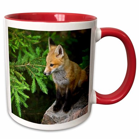 3drose, Killarney Provincial Park. Young Red Fox on Rock., 15oz Two-tone Red Mug