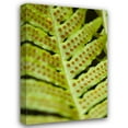 thumbnail image 1 of Erin Berzel 23x32 Gallery Wrapped Canvas Wall Art Titled - Spring Growth III, 1 of 4