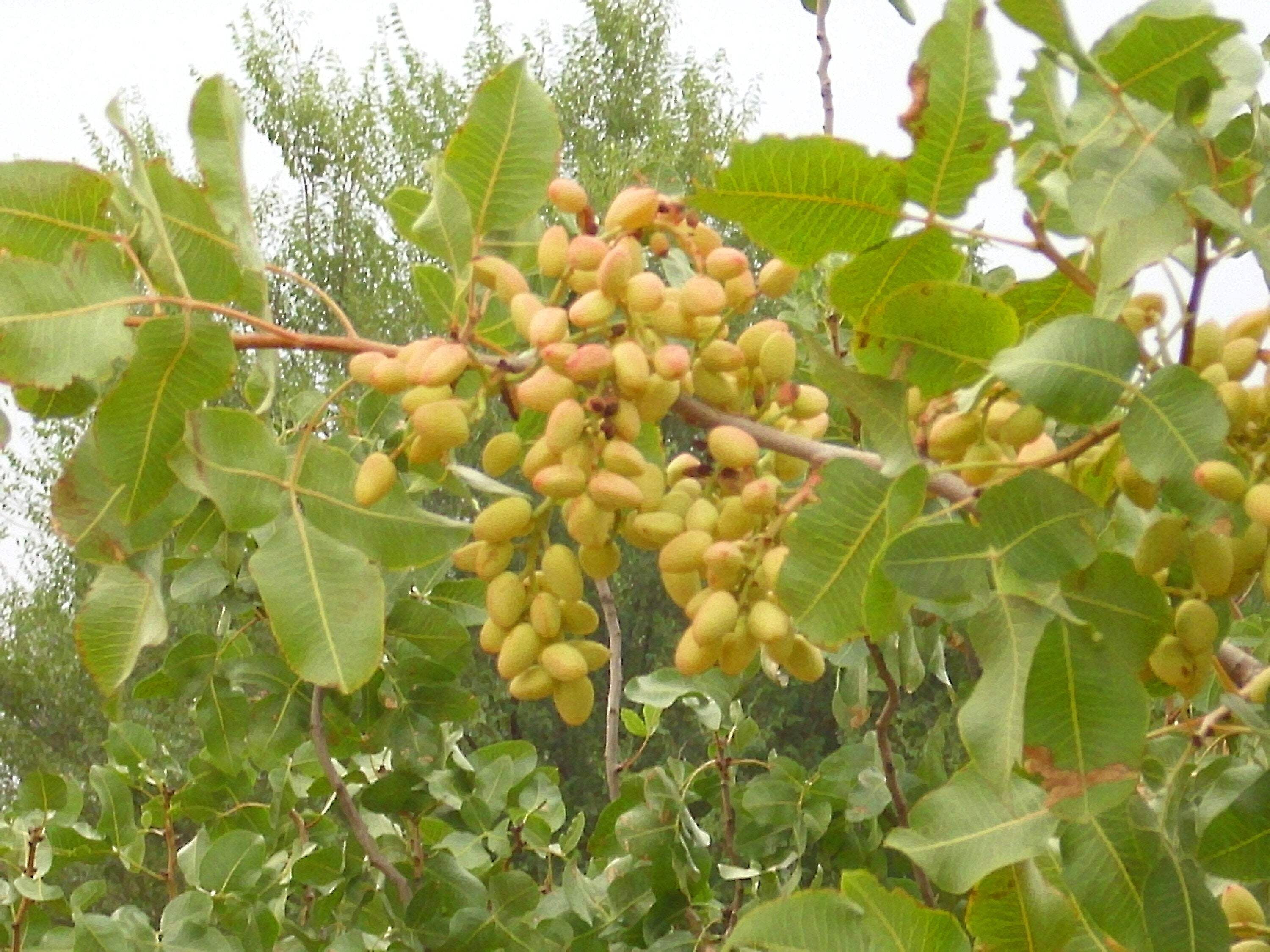 Seedville USA Pistachio Nut Tree Seeds, Pistacia Vera, Red