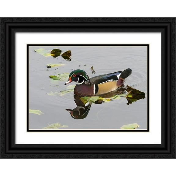 Wild, Jamie and Judy 32x24 Black Ornate Wood Framed with Double Matting Museum Art Print Titled - WA-Juanita Bay Wetland-Wood Duck-male (Aix sponsa)