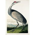 thumbnail image 3 of Audubon, John James 18x24 Black Modern Framed Museum Art Print Titled - Hooping Crane, 3 of 5