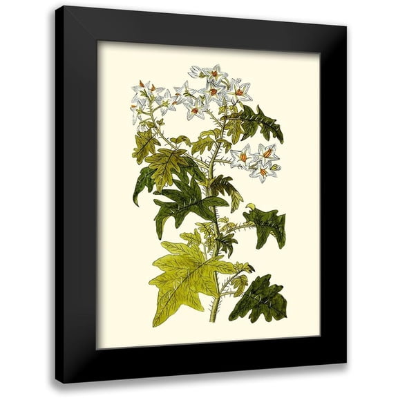 Unknown 12x14 Black Modern Framed Museum Art Print Titled - Olive Greenery VI