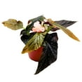 thumbnail image 4 of Harmony's Phantom Angel Wing, 6 inch Cane Begonia Light Orange Flower Few Polkadots, 4 of 4