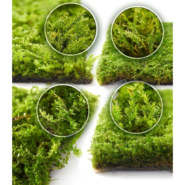 Live Moss, paquete de 4 unidades, auténtico musgo mixto para terrarios, de LUCKYRUNES