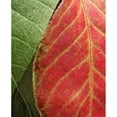 thumbnail image 3 of Burkhart, Monika 15x18 Black Modern Framed Museum Art Print Titled - Fall Colors III, 3 of 5