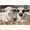 500 PCS, variant on 500 Piece Jigsaw Puzzle, Cute Farm Goat Animal Portrait Art, DIY Puzzle, Family Party Interactive Home Decor Gift