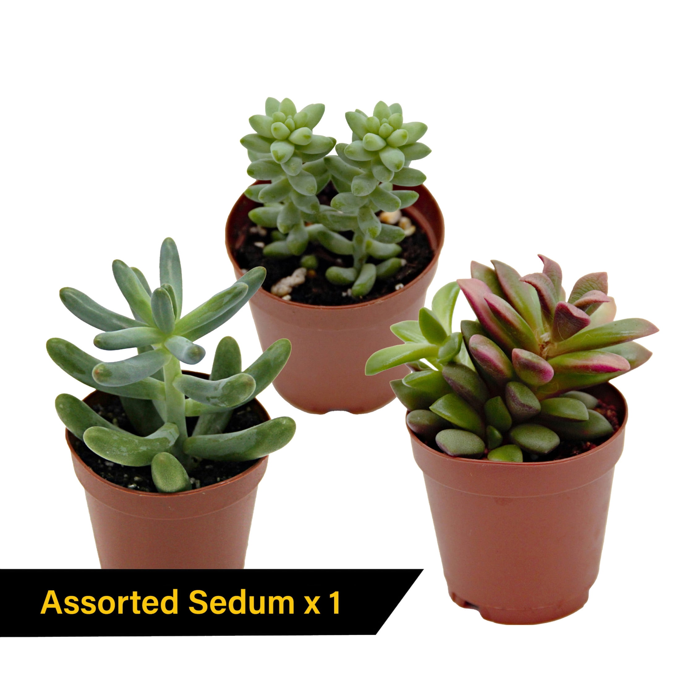 ReptiCulture Desert Plant Starter Bundle