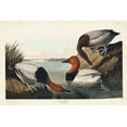 thumbnail image 2 of Audubon, John James 14x11 Gold Ornate Wood Framed with Double Matting Museum Art Print Titled - Canvas backed Duck, 2 of 4