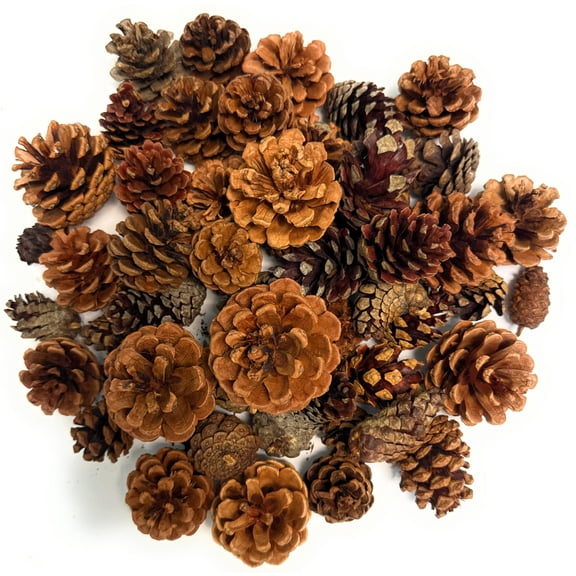 Cinnamon Scented Pinecones Variety 2 lb for Decorating - Over 80 Small Pinecones for Crafts and Vase Filler - Cinnamon Fragrance Pine Cones