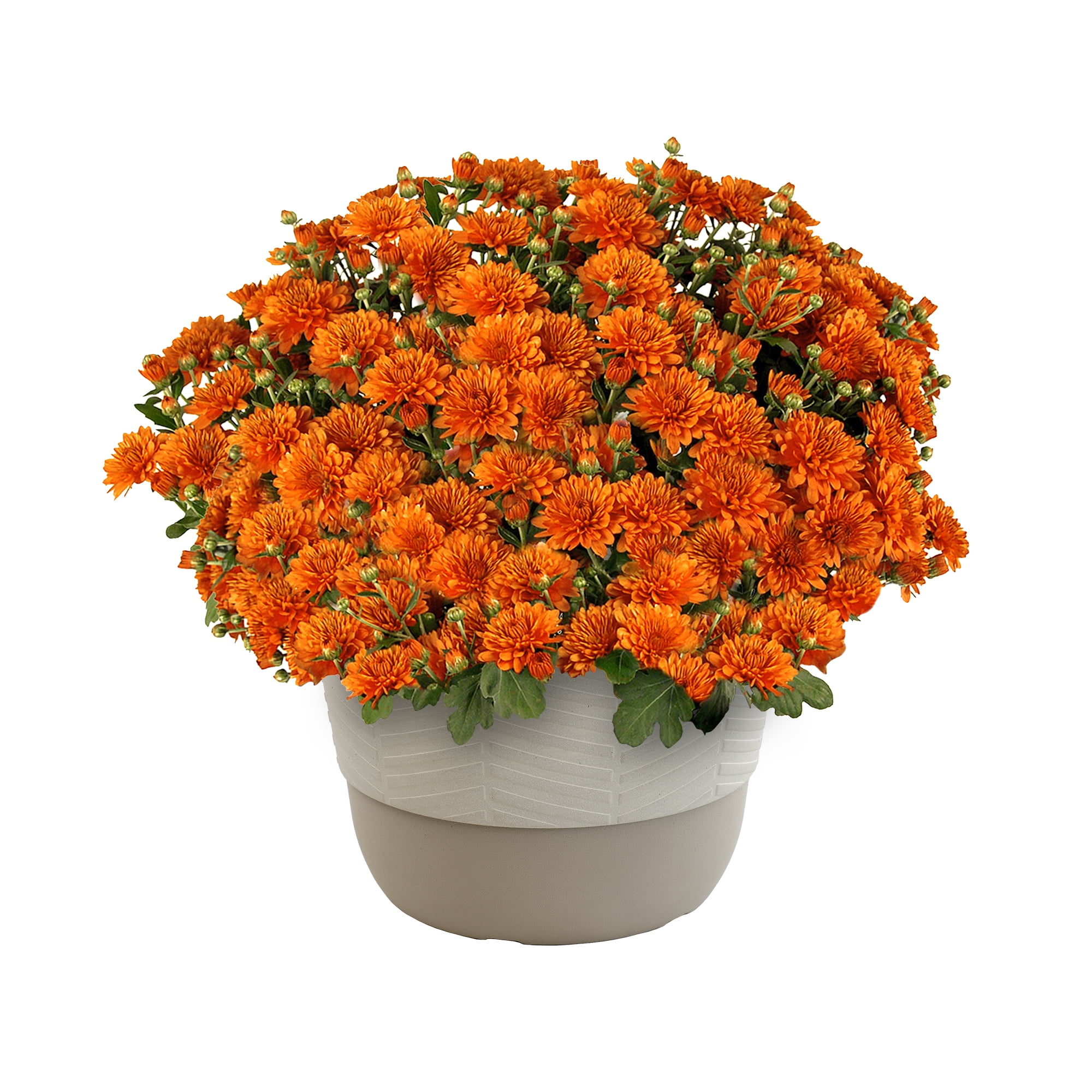 Better Homes & Gardens 1.5G Bronze Mums Live Plant in Decorative Pot, Abundant Color