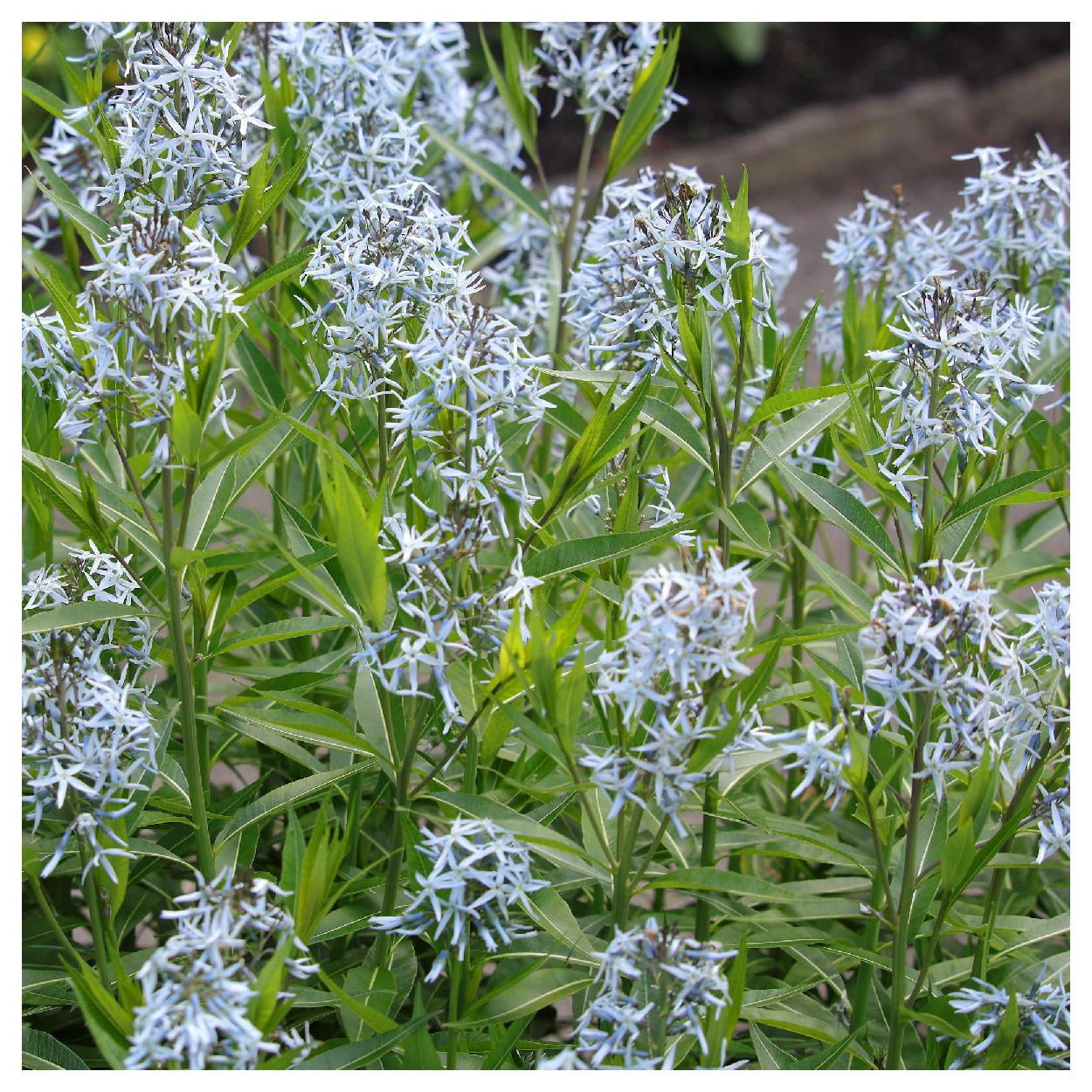 Everwilde Farms - 1/4 lb Blue Star Native Wildflower Seeds - Gold Vault Bulk Seed Packet