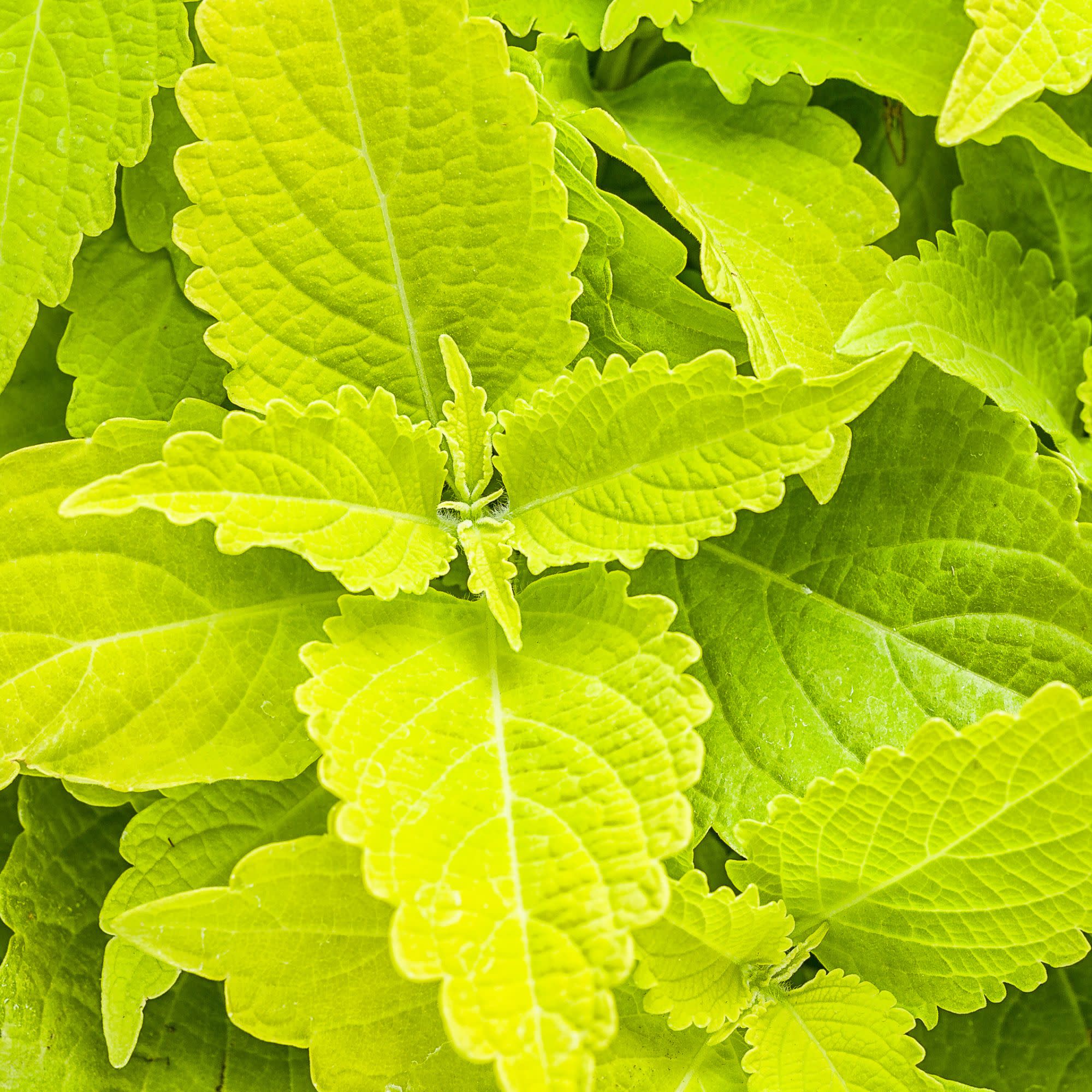 Proven Winners 8" ColorBlaze Lime Time Coleus Live Plant in 6.5" Pot