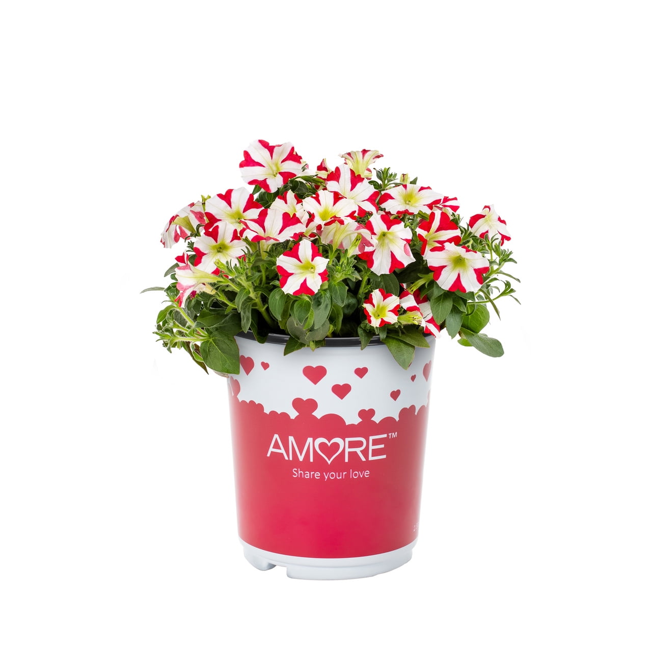 Amore 2QT Red White Petunia Live Annual Plant Sun 3-Pack