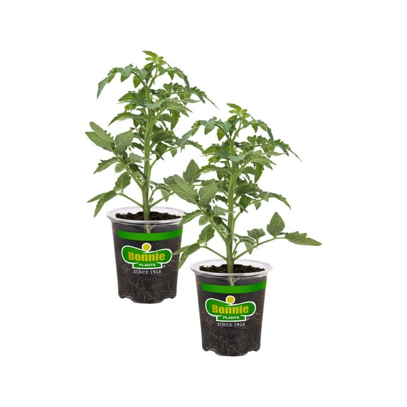 Bonnie Plants Better Boy Tomato 19.3 oz. 2-Pack