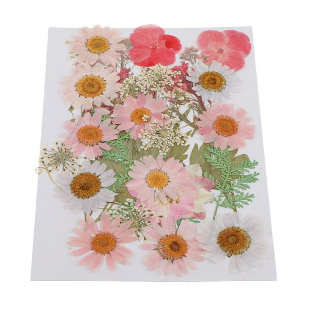 25 Piezas Mezcladas Múltiples Flores Prensadas Flores Secas Prensadas Reales Flores Secas Naturales DIY Resina Joyería Arte Decoraciones Florales - C C Soledad Flores secas prensadas naturales