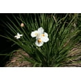 thumbnail image 2 of African Iris White - 20 Live Plants - Dietes Iridioides - Drought Tolerant Groundcover Grass, 2 of 6