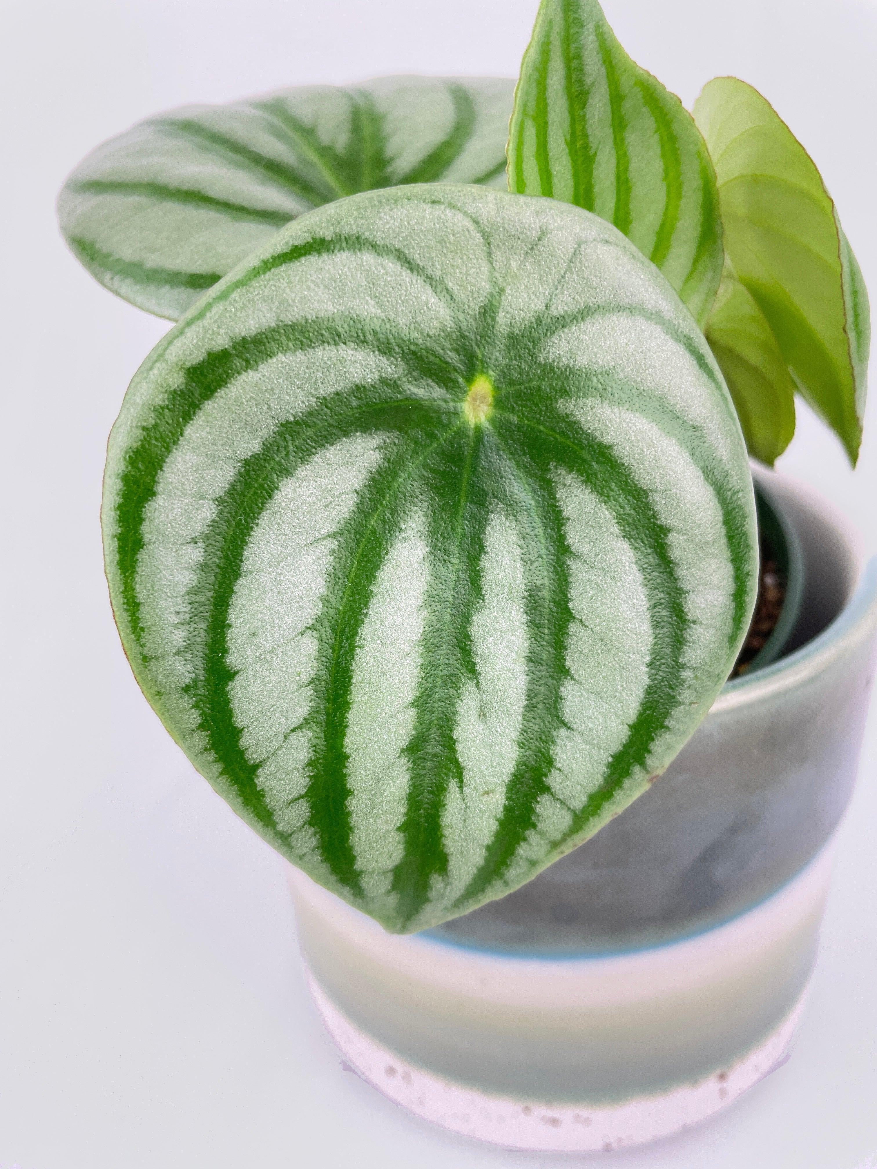 Bumble Plants Watermelon Peperomia Argyreia - Full Live Colorful Houseplant in Nursery Pot, Easy Care, Indoor Plant for Beginners