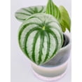 thumbnail image 2 of Bumble Plants Watermelon Peperomia Argyreia - Full Live Colorful Houseplant in Nursery Pot, Easy Care, Indoor Plant for Beginners, 2 of 5