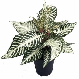 drachenbaum kaufen groß Drachenbaum 'Magenta' kaufen – Mein schöner Garten Shop main image 1