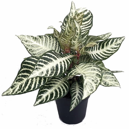 Snow White Zebra Plant - Aphelandra - 4" Pot - Exotic & Unusual Houseplant