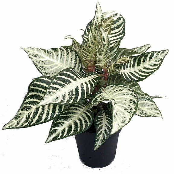 Snow White Zebra Plant - Aphelandra - 4" Pot - Exotic & Unusual Houseplant