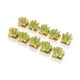 thumbnail image 3 of 10 Piezas de Plantas Suculentas Bonsai 1/12 Decoración de, 3 of 9