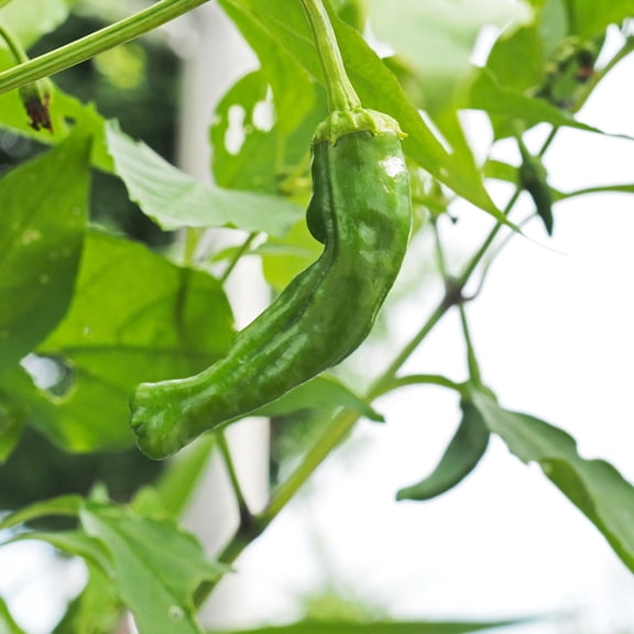 Shishito Hot Pepper Garden Seeds - 250 mg Packet - Non-GMO, Open Pollinated Japanese Vegetable Gardening Seeds - Capsicum annum