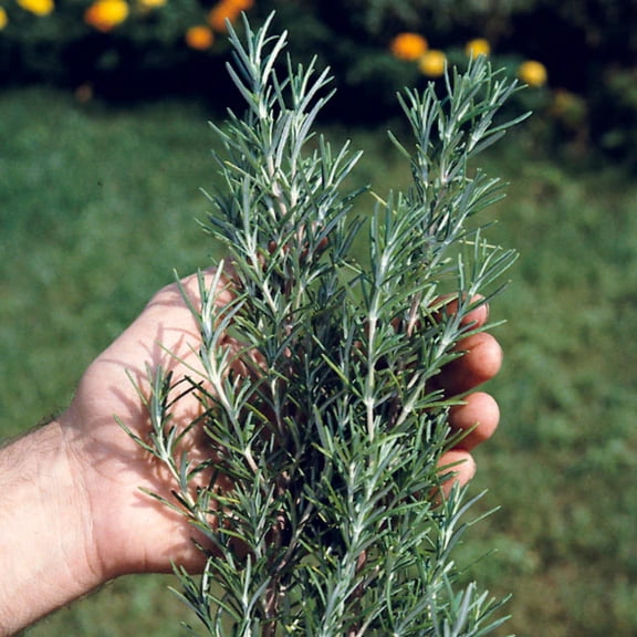 Rosemary Seed - 100 Seeds - Grow Your Own Herbs - 100 Seeds, Untreated