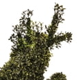 thumbnail image 4 of My Texas House Boxwood Deer Topiary Christmas Decoration, Green, 29", 4 of 5