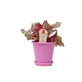 thumbnail image 4 of Costa Farms Exotic Angel Plant Live Indoor Multicolor Exotic Angel Colorama Plant in 4.4in. Pot, 4 of 10