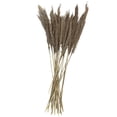 thumbnail image 5 of 35" Grass Dried Plant Natural Foliage Pampas Bouquet with Long Stems, by DecMode, 5 of 7